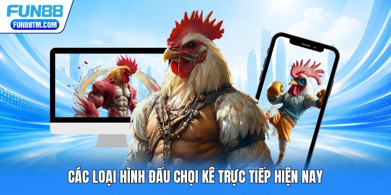 Các loại hình đấu chọi kê trực tiếp hiện nay